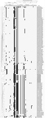 Genomic and Evolutionary Analysis of Salmonella enterica Serovar Kentucky Sequence Type 198 Isolated From Livestock In East Africa